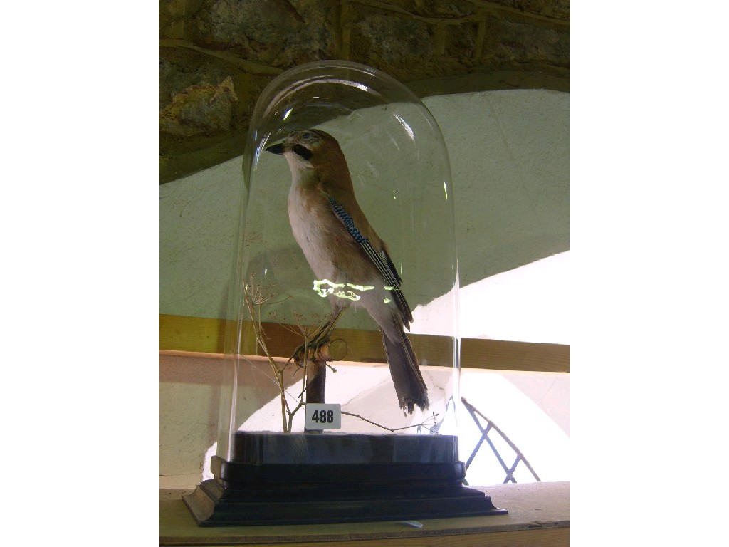 Appraisal: A stuffed and mounted Jay in a glass case