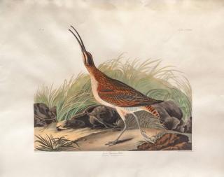 Appraisal: after John James Audubon Great Esquimaux Curlew hand-colored engraving sheet