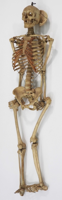 Appraisal: SCIENTIFIC HUMAN SKELETON MEDICAL MODEL Europe Late th- Early thAnatomical