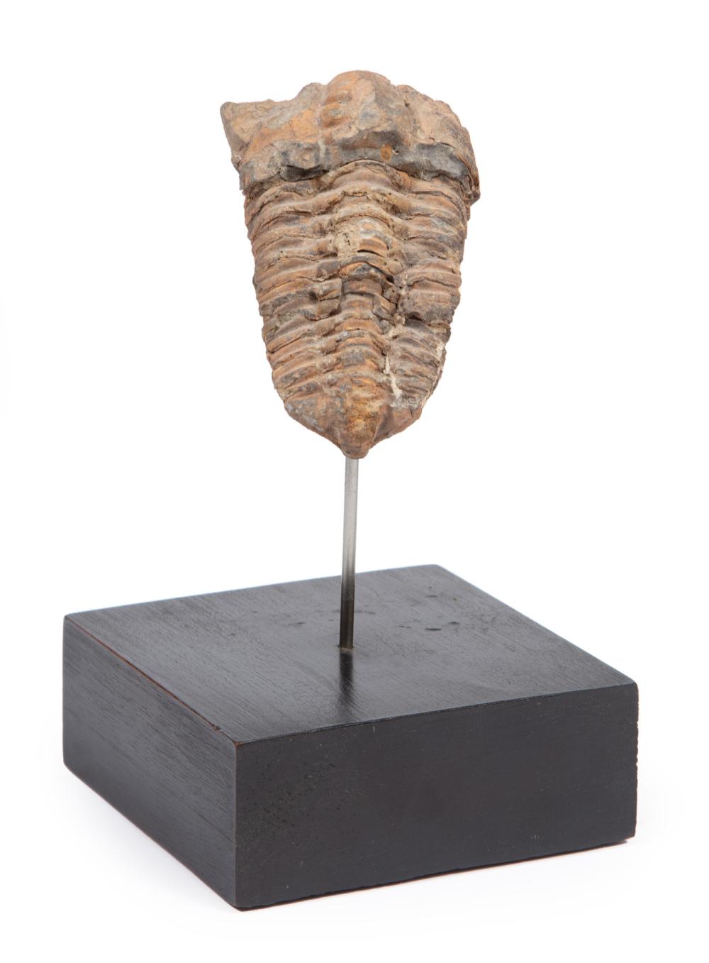 Appraisal: ANCIENT TRILOBITE FOSSILAncient Trilobite Fossil h in on stand overall