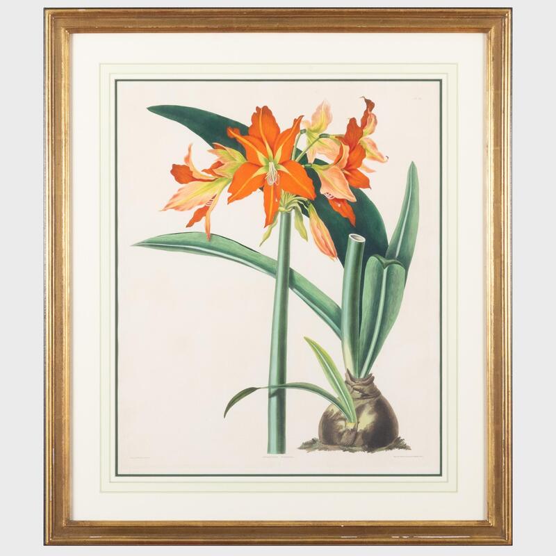 Appraisal: After Priscilla Bury - Amaryllis Fulgida and Amaryllis Solandriflora Two