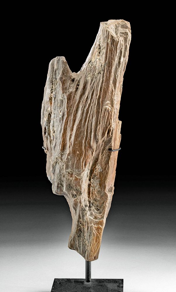 Appraisal: Prehistoric North American Fossilized Petrified Wood North America Miocene period