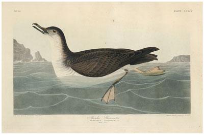 Appraisal: Havell edition Audubon print Manks Shearwater hellip Puffinus Angbrum plate