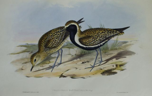 Appraisal: Australian Golden Plover Charadrius Xanthocheilus