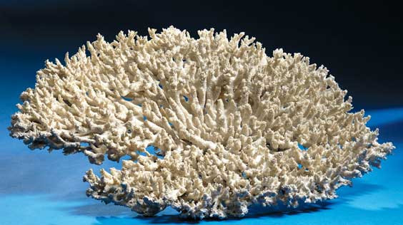 Appraisal: BRUSH CORAL Pocillopora sp Philippines This large specimen of brush