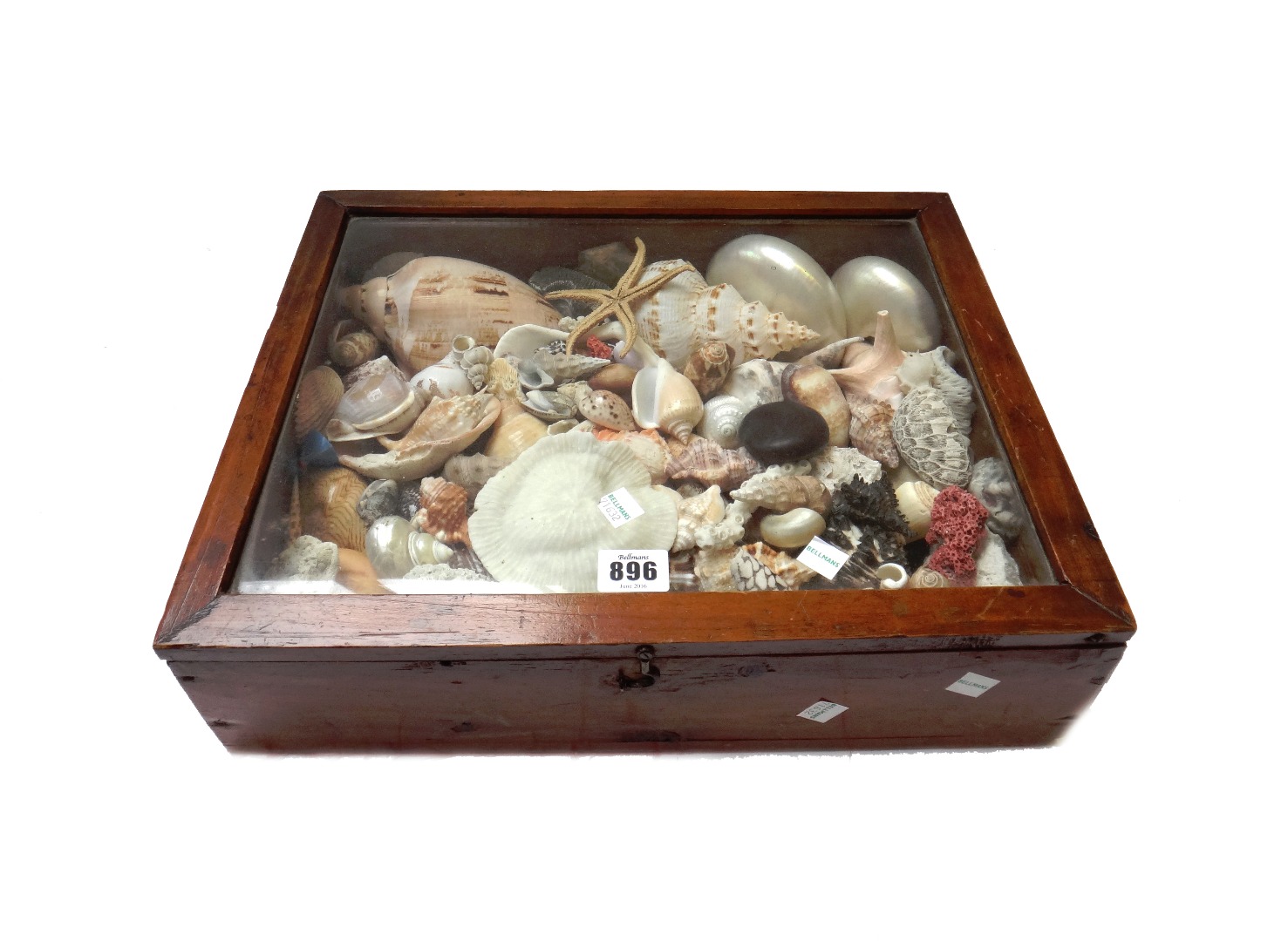 Appraisal: A large quantity of sea shells and a small pine