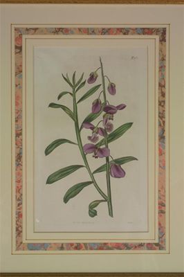 Appraisal: Six th century hand-coloured botanical engravings various dates each approximately