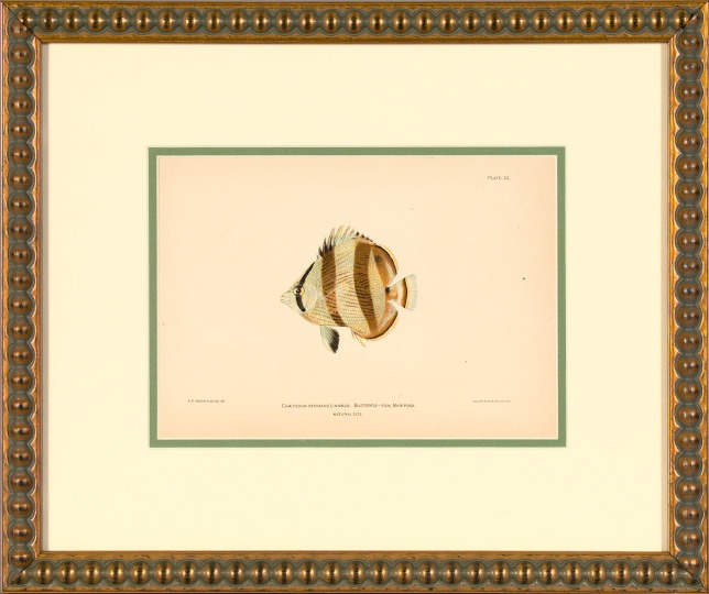 Appraisal: Julius Bien American - Tropical Fish suite of eight chromolithographs