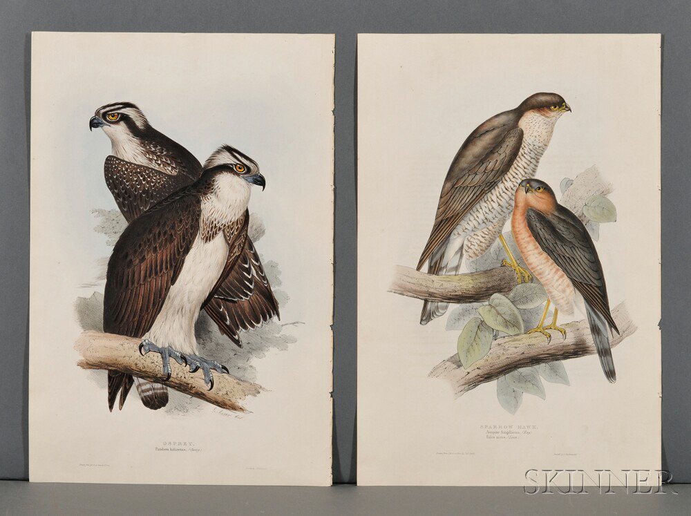 Appraisal: Ornithological Illustrations Hayes Gould et alia Three etchings hand-colored and