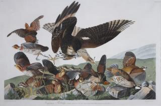 Appraisal: after John James Audubon - Virginian Partridge No Plate LXXVI