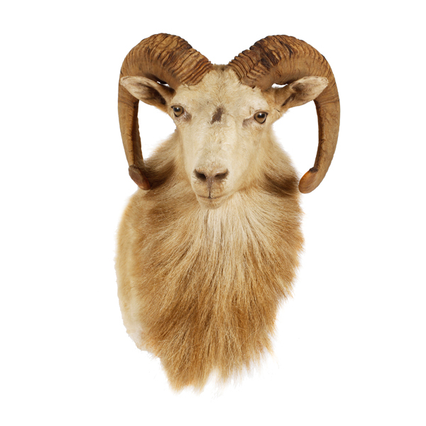 Appraisal: Ram head taxidermy shoulder wall mount