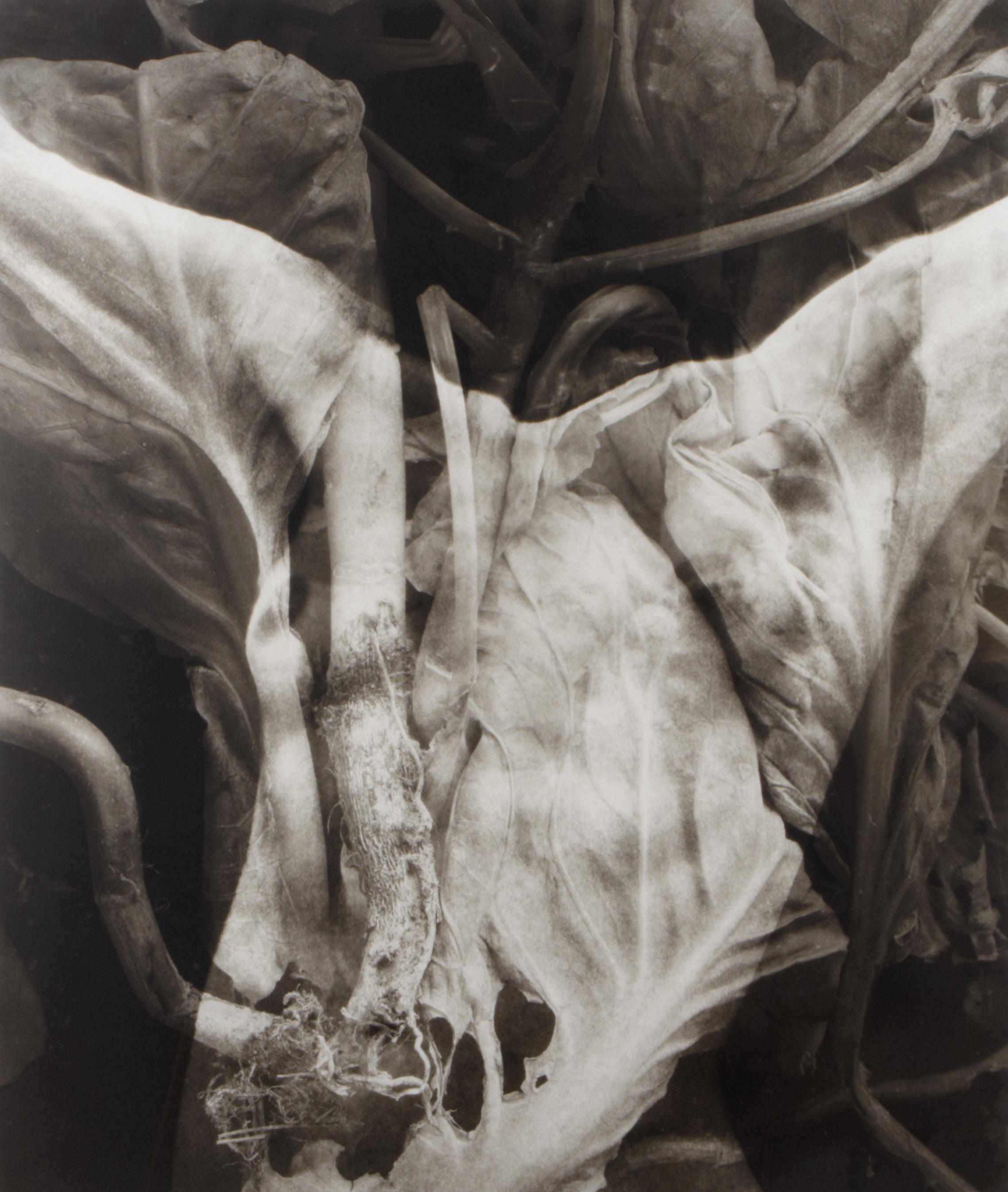 Appraisal: Lisa Gray American born Untitled Foliage Abstraction c Platinum-palladium print