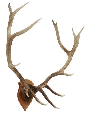 Appraisal: Large Elk antler trophy mount -point antlers approx h w