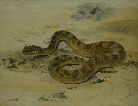 Appraisal: Australian Twentieth Century School Snake watercolour on paper x cm