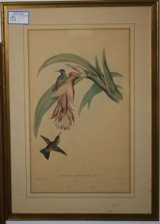 Appraisal: Six Gould Hand Colored Bird Engravings Six framed engravings by