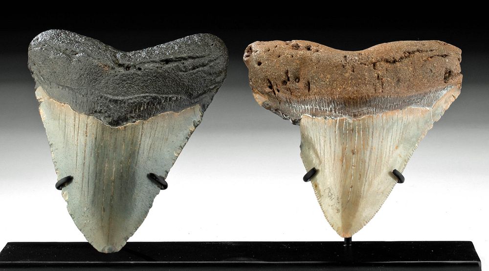 Appraisal: Megalodon Teeth - A Stunning Pair Ancient Seas Middle Miocene