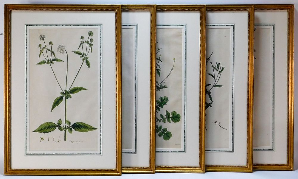 Appraisal: James Sowerby Hand Colored Botanical Engravings United Kingdom - Grouping