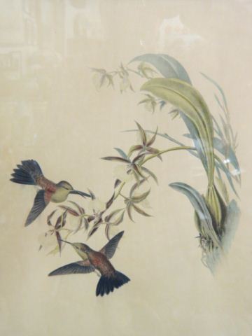 Appraisal: J Gould H C Richter Bird Lithograph handcolored hummingbirds image