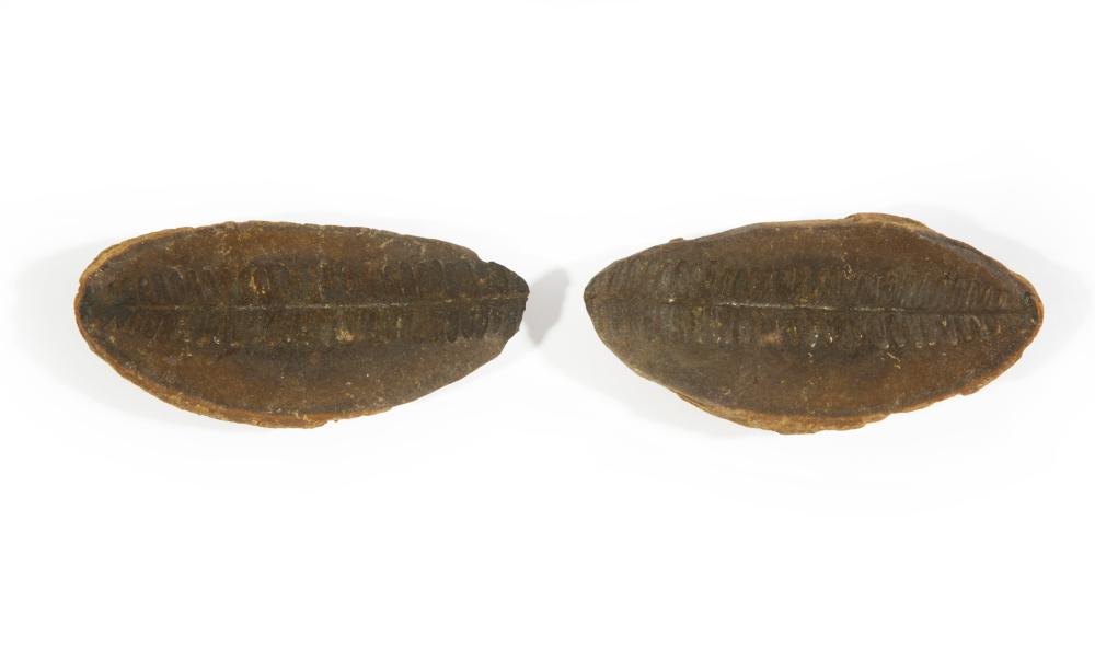 Appraisal: Pair of Fossils two halves of a branch l in