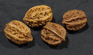 Appraisal: Group of Chinese Walnut Shells lot of Chinese walnut shells