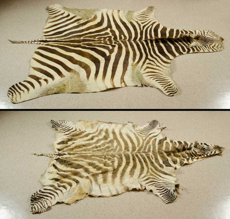 Appraisal: TWO AFRICAN ZEBRA SKIN FLOOR RUGS no backings x and