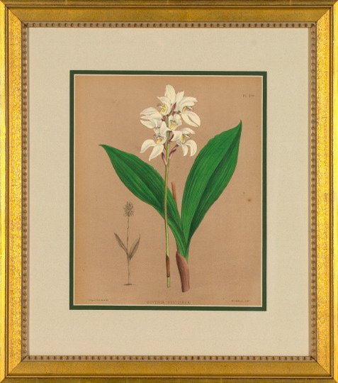 Appraisal: British School th Century Orchids suite of eight hand-colored lithographs