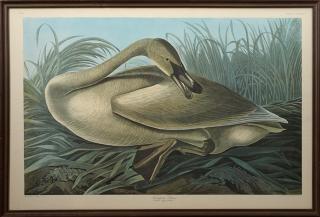 Appraisal: John James Audubon - Trumpeter Swan No Plate Amsterdam edition