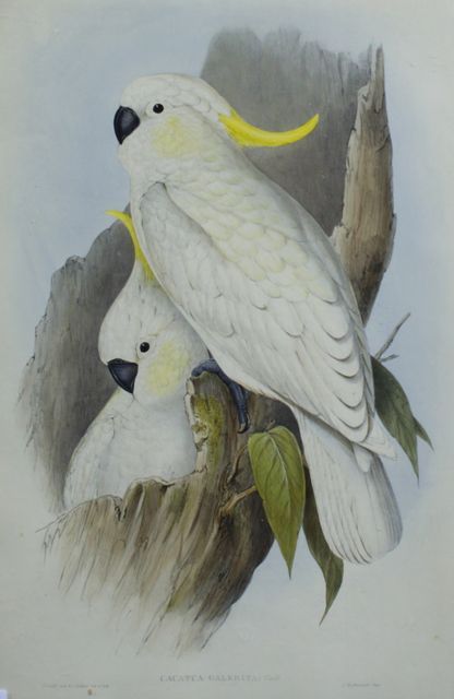 Appraisal: Crested Cockatoo Cacatua Galerita