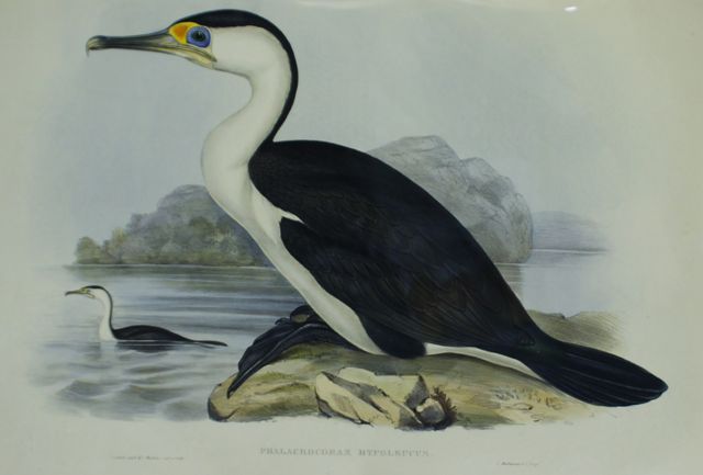 Appraisal: Pied Cormorant Phalacrocorax Hypoleucus