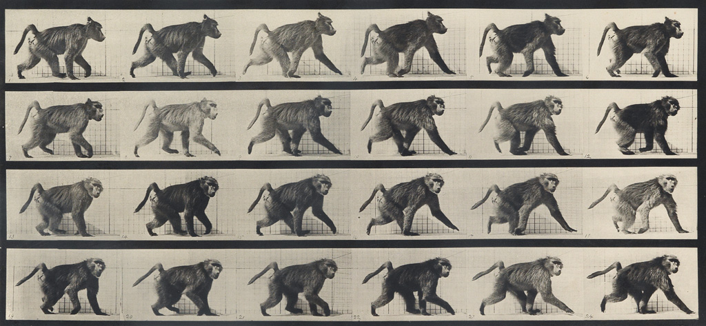 Appraisal: MUYBRIDGE EADWEARD - Baboon walking plate from Animal Locomotion Collotype