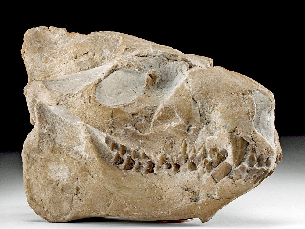 Appraisal: Fossilized Merycoidodon Oreodont Skull North America Western United States Wyoming