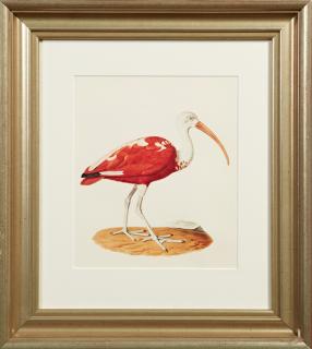 Appraisal: John Gould Stork th c after the th c or