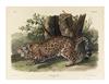 Appraisal: AUDUBON JOHN JAMES The Jaguar Plate CI Hand-colored lithographed plate