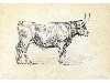 Appraisal: JAMES WARD RA - STUDY OF A BULL signed JWRD