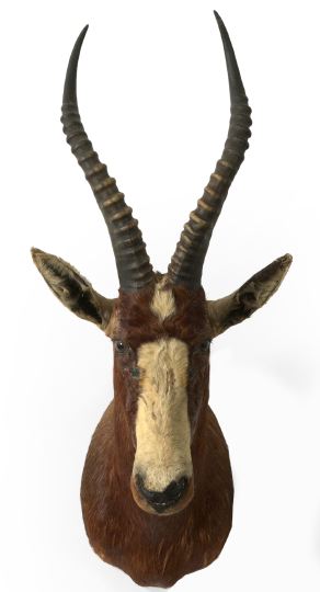 Appraisal: Trophy Head Mount of an African Blesbok h w d