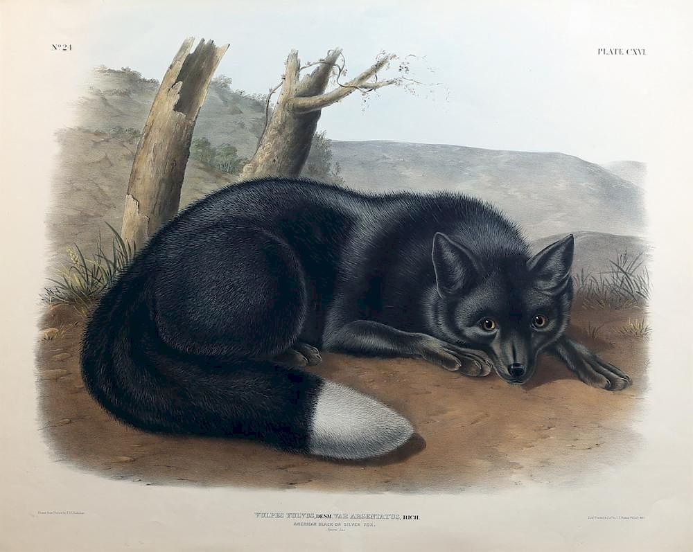 Appraisal: Audubon Quadrupeds Imperial Folio Silver Fox Silver Fox Plate John