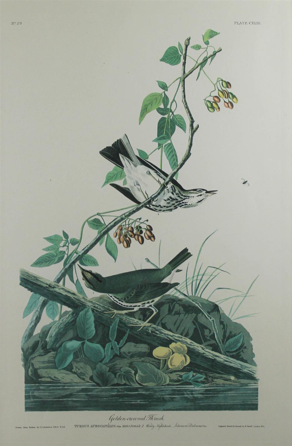 Appraisal: AFTER AUDUBON ROBERT HAVELL AMERICAN BORN ENGLAND - GOLDEN-CROWNED THRUSH