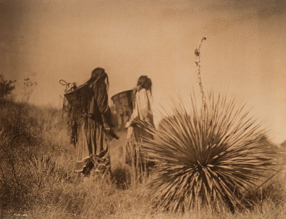 Appraisal: Edward Curtis The Mescal Harvest - Apache Edward S Curtis