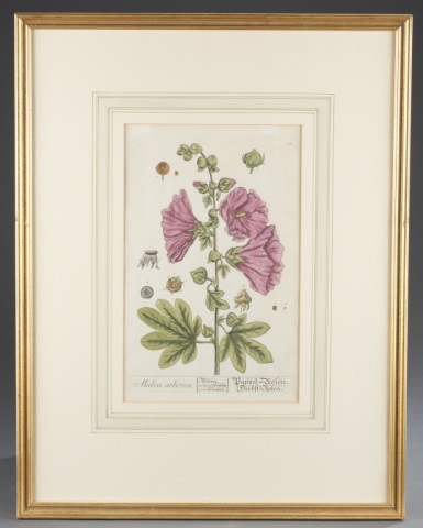 Appraisal: Hand-colored botanical engravings Rosa Damascena Malsa arborea Provenance Purchased at