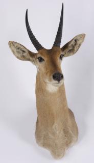 Appraisal: African reed buck shoulder mount African reed buck shoulder mount