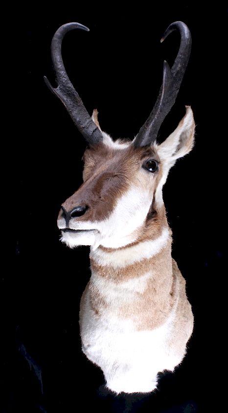 Appraisal: Montana Pronghorn Trophy Taxidermy Shoulder Mount Featured in this lot