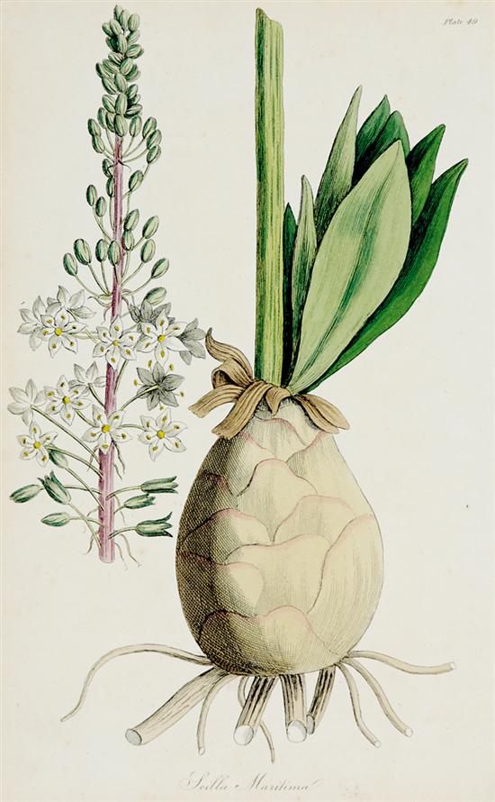 Appraisal: Assorted botanical prints late th early th centuries handcolored etchings