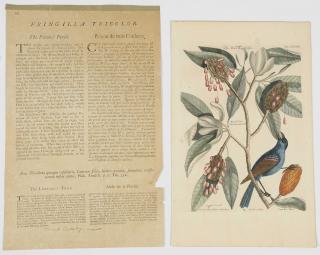 Appraisal: After Mark Catesby Blue Gosbeak T LXXVII with text from