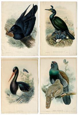 Appraisal: Four John Gould lithographs birds from John Gould The Birds