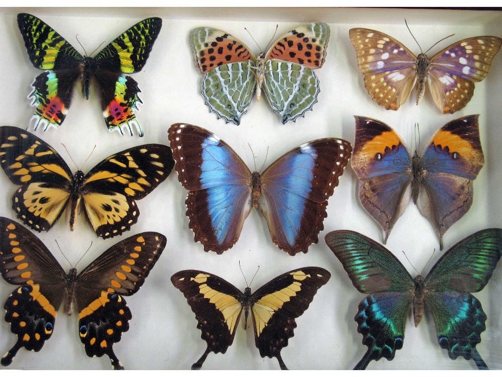 Appraisal: A glass case containing mounted exotic butterflies -