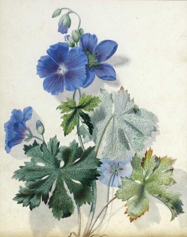 Appraisal: THOMAS MARTIN RANDALL - STUDY OF A BLUE GERANIUM signed