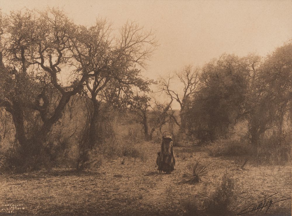 Appraisal: Edward Curtis Among the Oaks - Apache Edward S Curtis