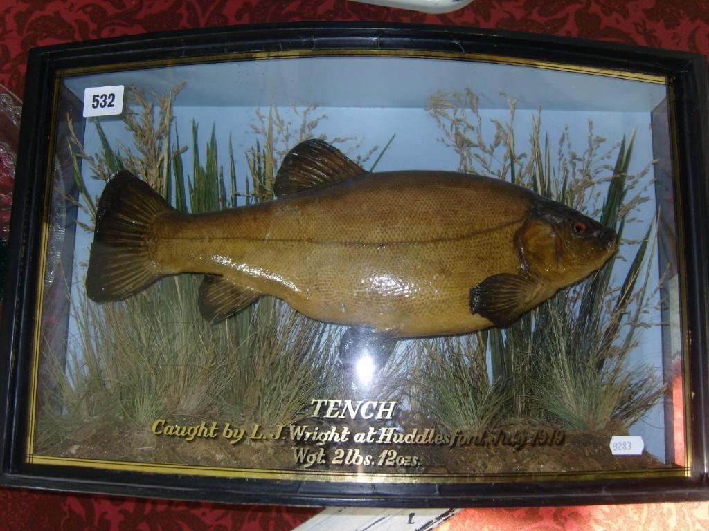 Appraisal: An early th century cased stuffed and mounted Tench in