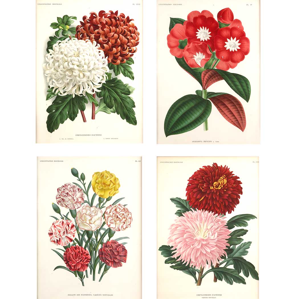 Appraisal: Jean Jules Linden - publisher FLOWER STUDIES Four chromolithographs from