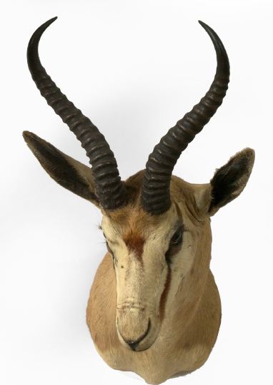 Appraisal: Trophy Head Mount of an African Springbok h w d